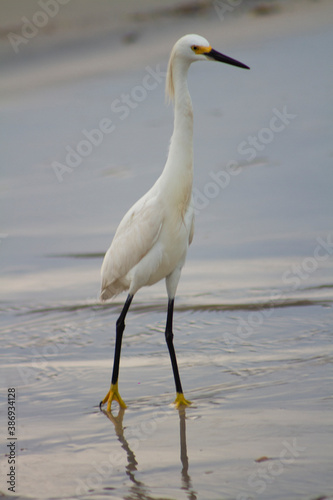 heron bird near the sea in the beach sand