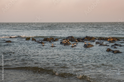 Group of turnstone birds on rocks along the shore © hipproductions