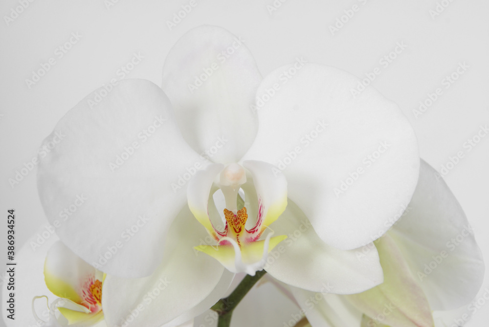 Fototapeta premium White orchid on a white background