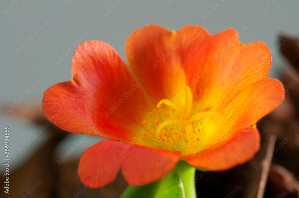 Macro shots of outdoor silk flower Macro shots of outdoor silk flower