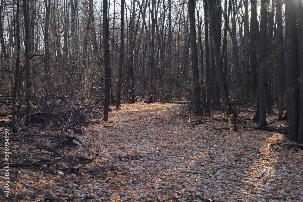 Fototapeta premium autumn forest in the morning