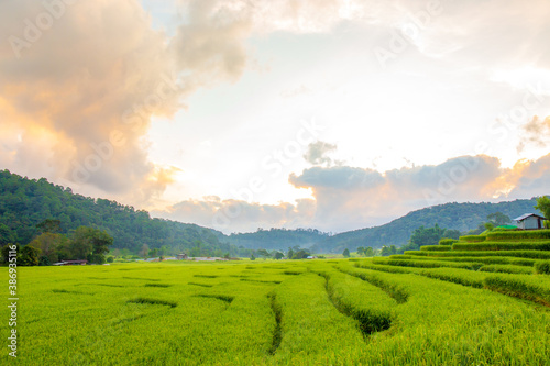 Beautiful sunruse scene of rice paddies field at Ban Mae Klang Luang, Doi Inthanon National Park,Chiang Mai,Thailand.