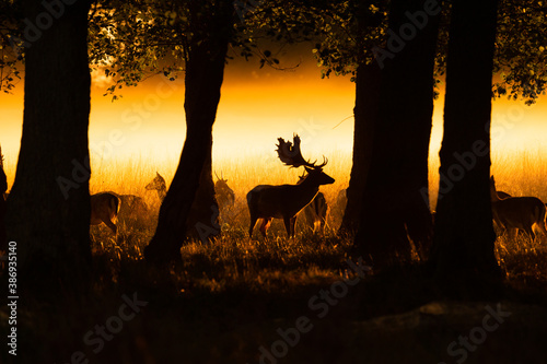 Fototapeta Naklejka Na Ścianę i Meble -  Fallowbuck protecting his territory