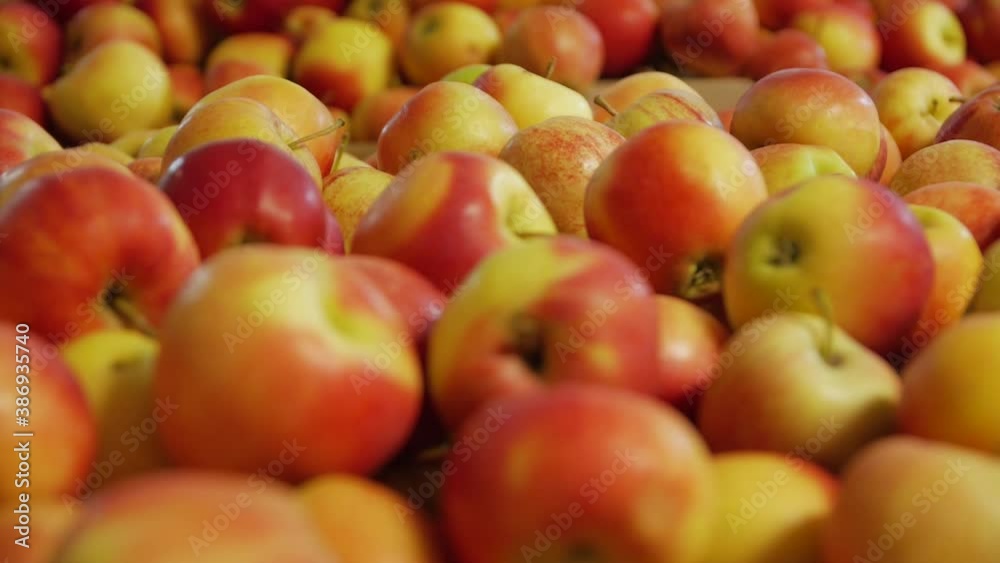 Many ripe apples red yellow fruit shop camera movement closeup background Many ripe apples red yellow fruit shop camera movement closeup background