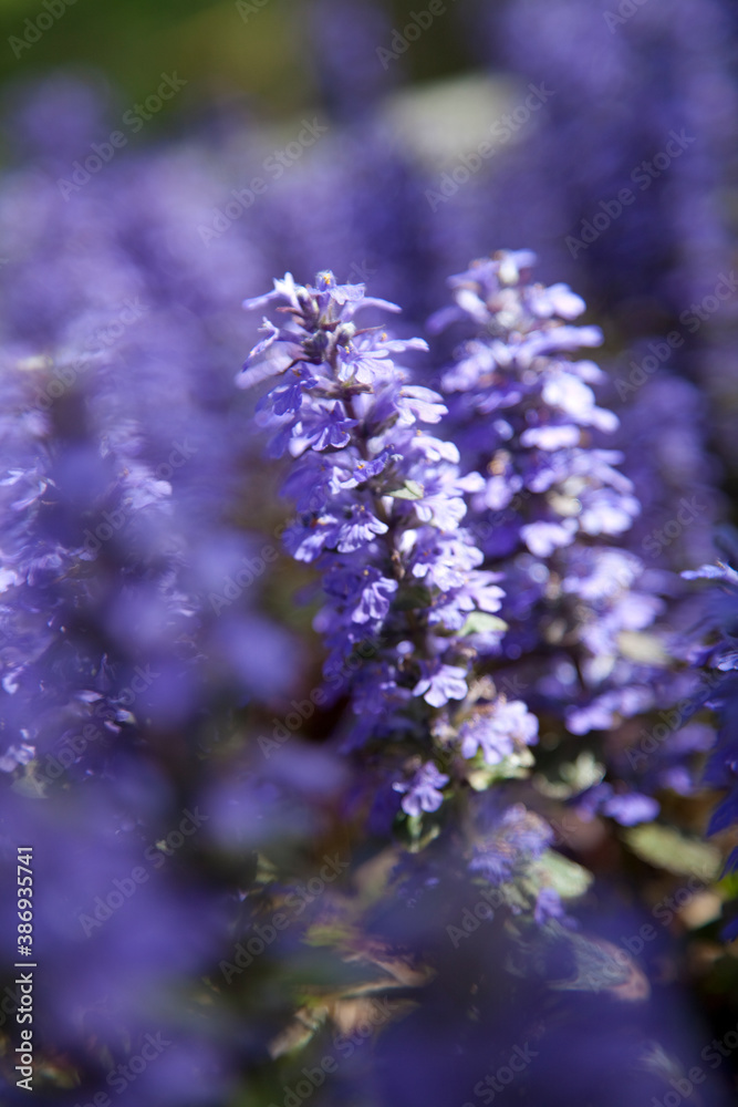 Obraz premium ジュウニヒトエの花
