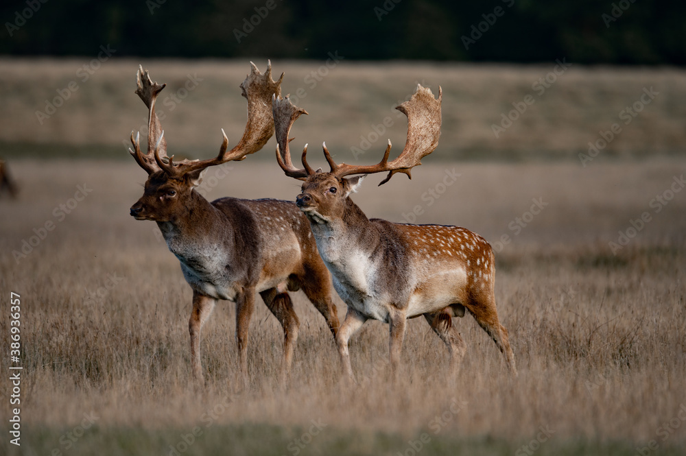 Rutting fallowbuck Rutting fallowbuck