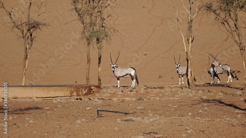 Oryxes in the desert of Namibia. Wild animals in the desert. photo