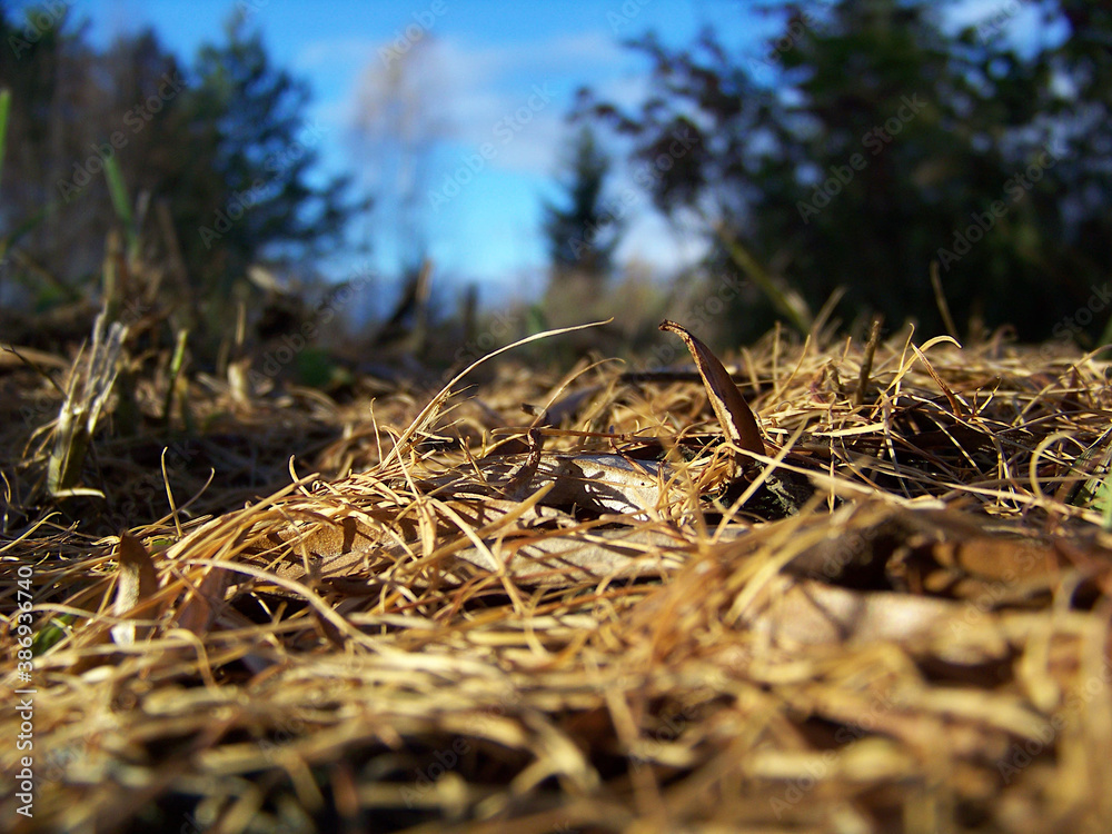 grass in the forest macro, close-up grass in the forest macro, close-up