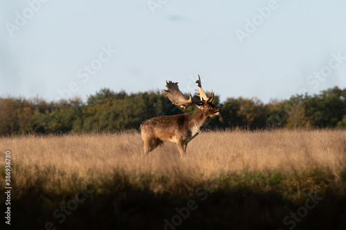 Rutting fallowbuck