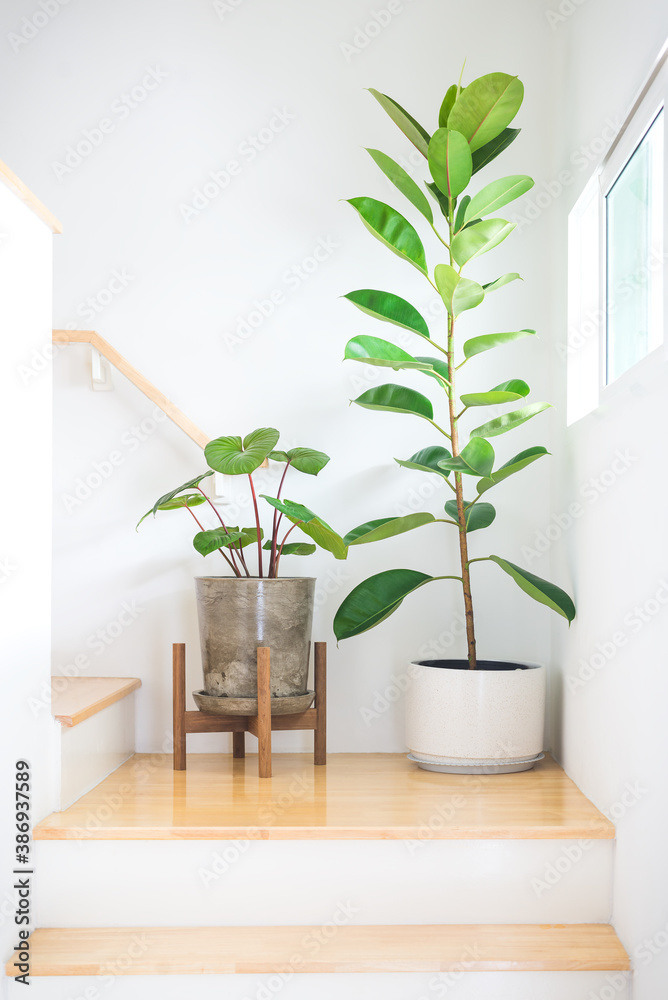 Homalomena Wallisii or King of Heart plant and rubber tree or Ficus elastic plant, in pot loft style and round white pot with wooden stand located at stair near by light window. Home decoration.