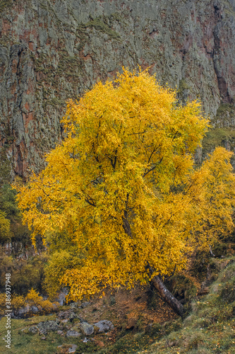 autumn in the forest