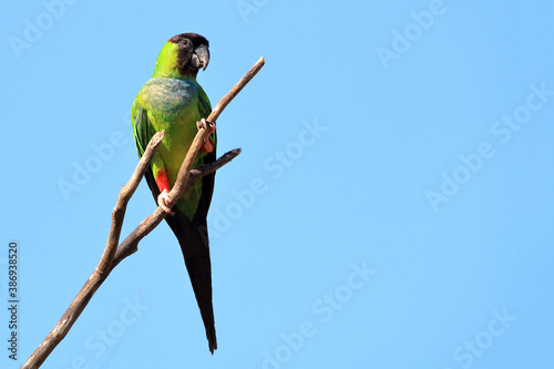 Horizontal photo of a Nanday Parakeet (Aratinga nenday) with ad space in blue photo