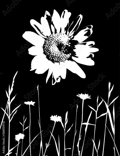 Wild Daisy and Meadow