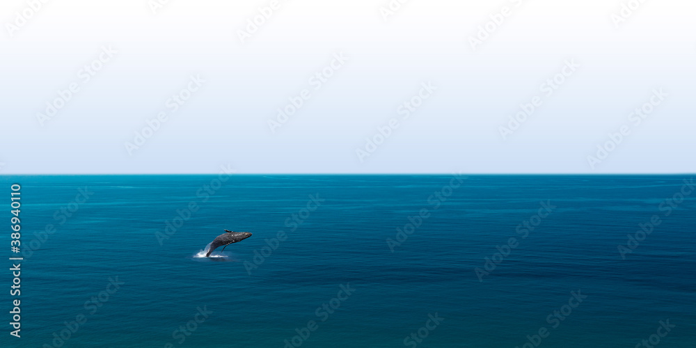 Humpback whale jumping in the ocean