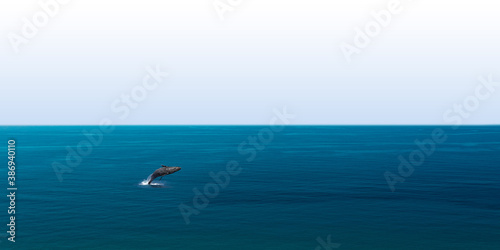 Humpback whale jumping in the ocean