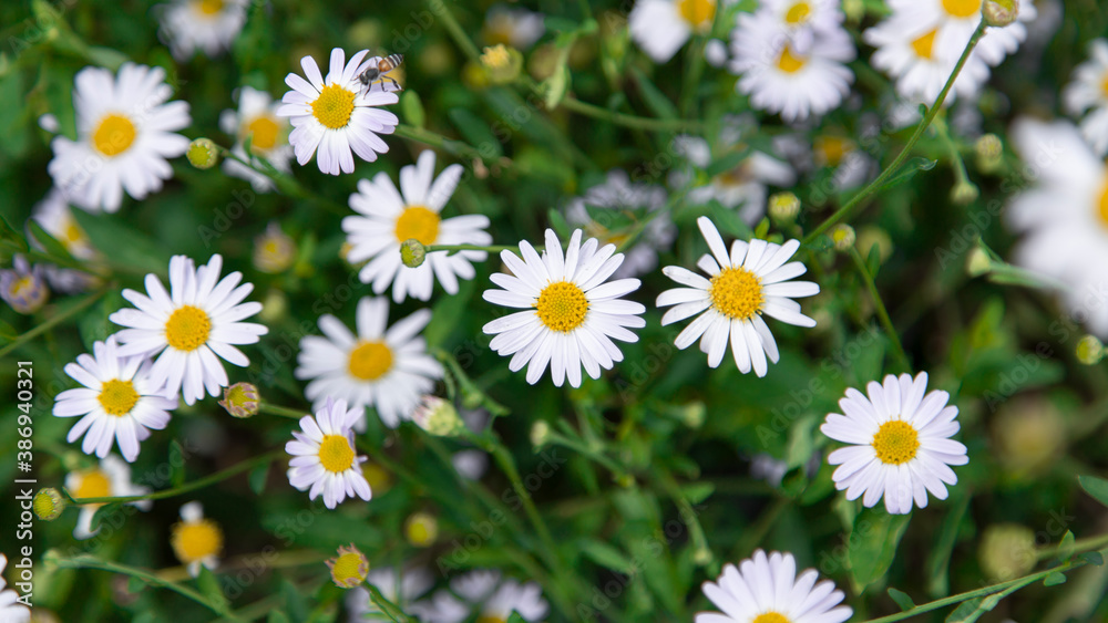 Daisy (Leucanthemum vulgare) in the blooming garden, full of sunlight.