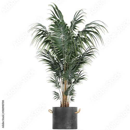 palm trees in a basket isolated on background