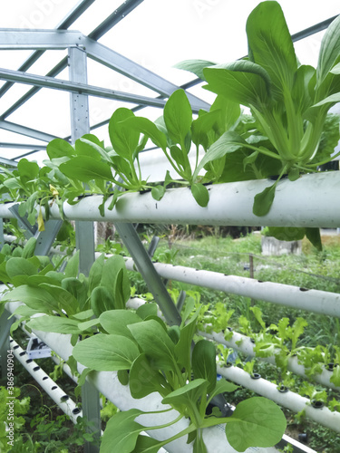 cultivation of fresh pakcoy vegetables in hydroponic gardens. This vegetable is also known as pokcoy, bok choy, sawi sendok, and Brassica rapa. photo