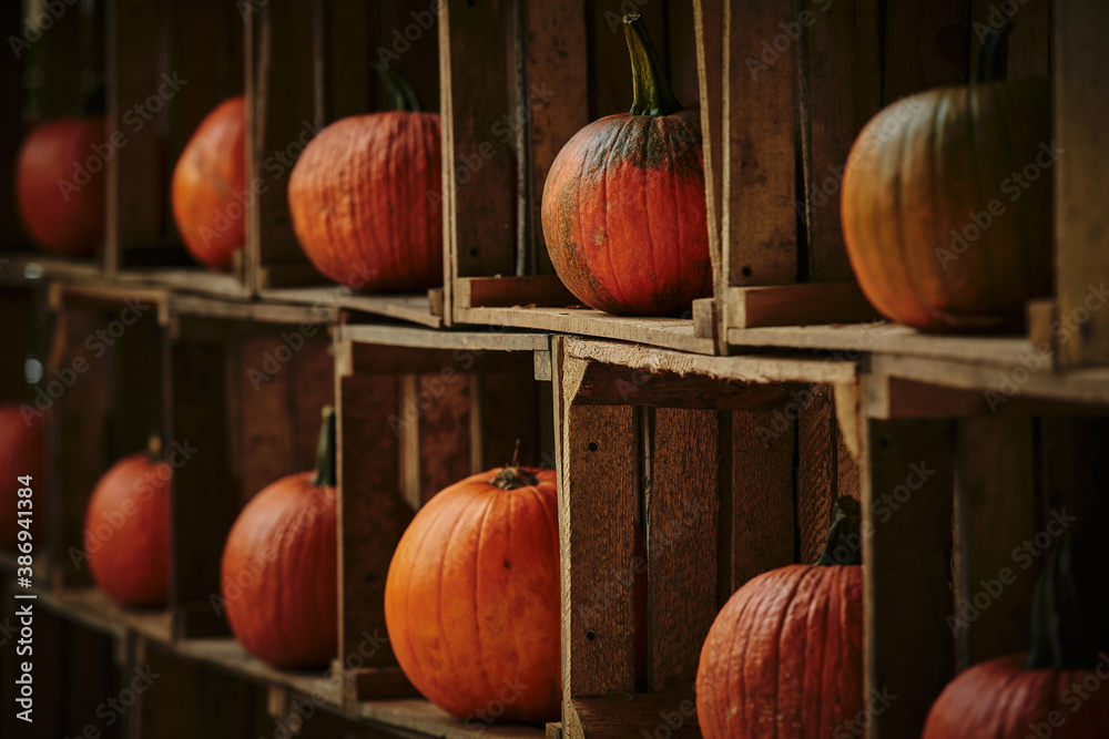 Rustic autumn still life with orange pumpkins. - obrazy, fototapety, plakaty 