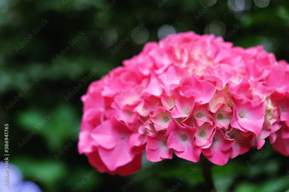 Bright pink mophead hydrangea, 'Hydrangea macrophylla' bush in flower during the late summer