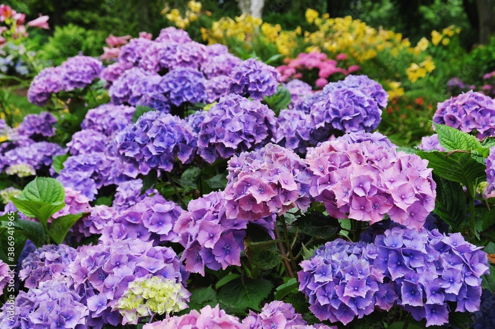 Violet and blue mophead hydrangea, 'Hydrangea macrophylla' bush in flower during the late summer Violet and blue mophead hydrangea, 'Hydrangea macrophylla' bush in flower during the late summer