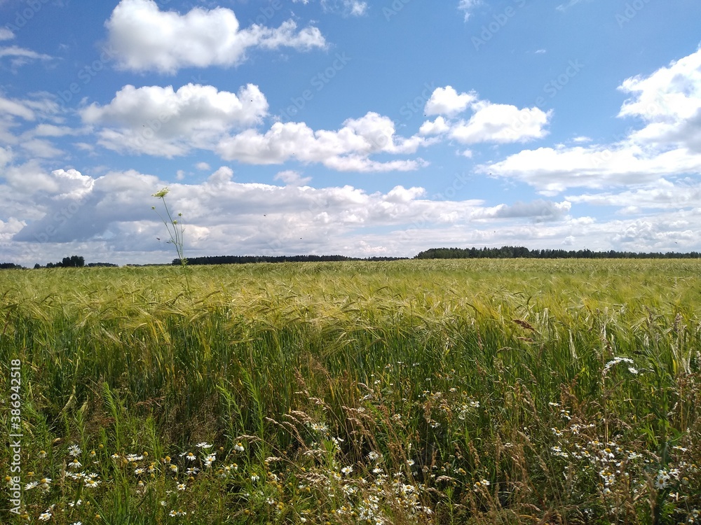 Fototapeta premium wheat field and sky
