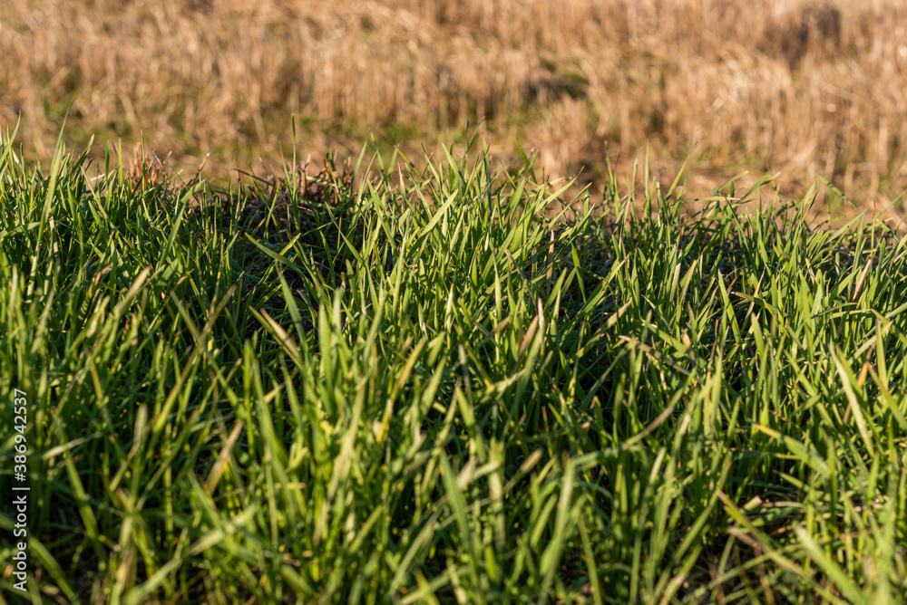 Closeup of drying green grass moss hay field macro of textured eco natural backdrop bulgaria organic autumn fall foliage wallpaper view top above Closeup of drying green grass moss hay field macro of textured eco natural backdrop bulgaria organic autumn fall foliage wallpaper view top above