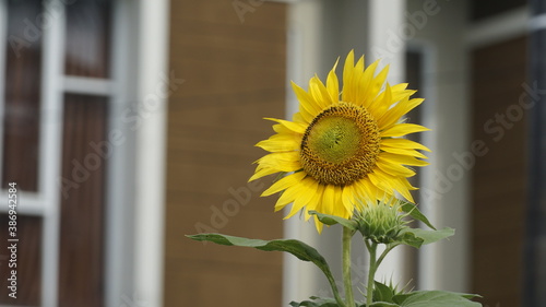 Sunflowers decorate the garden.