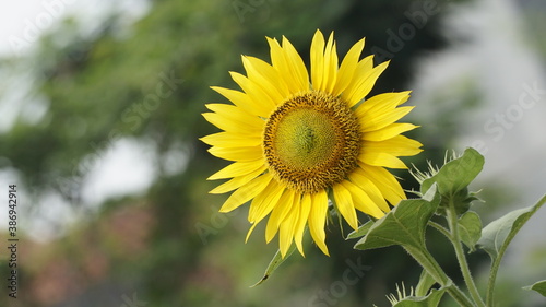 Sunflowers decorate the garden.