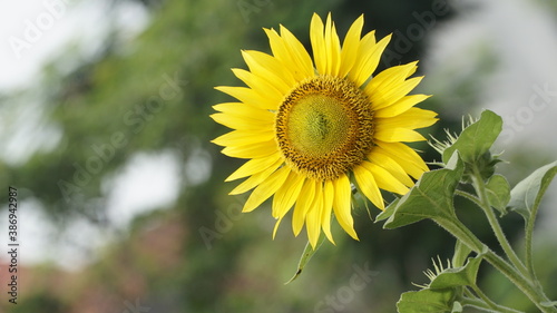 Sunflowers decorate the garden.