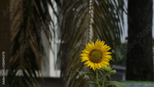 Sunflowers decorate the garden.