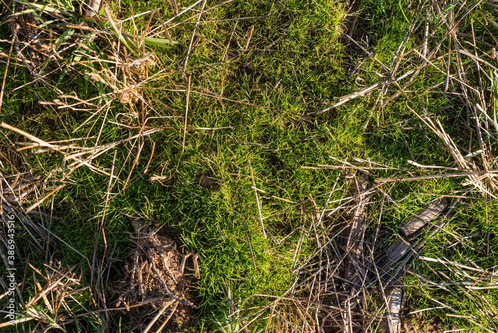Closeup of drying green grass moss hay field macro of textured eco natural backdrop bulgaria organic autumn fall foliage wallpaper view top above Closeup of drying green grass moss hay field macro of textured eco natural backdrop bulgaria organic autumn fall foliage wallpaper view top above