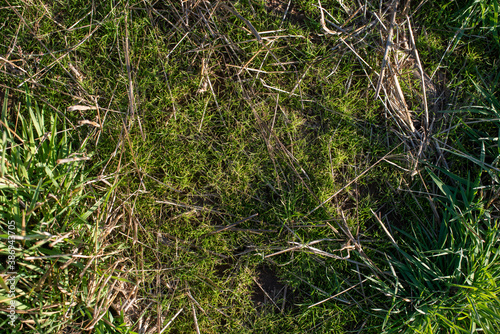 Closeup of drying green grass moss hay field macro of textured eco natural backdrop bulgaria organic autumn fall foliage wallpaper view top above © Valentin