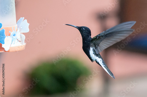 Obraz na plátně hummingbird in flight
