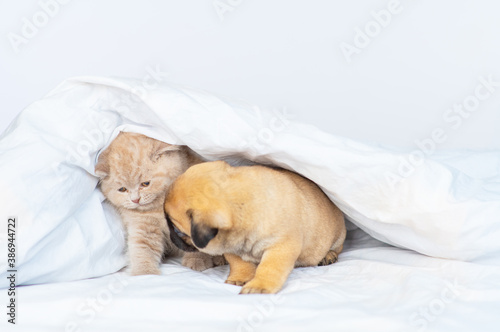 Little pug puppy and little fluffy british kitten sit next to each other under a large white blanket on the bed at home
