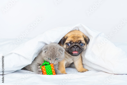 A small pug puppy lies at home under a white blanket next to a small kitten on his head next to two gifts