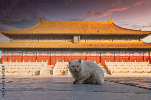 A white cat in front of the Imperial Ancestral Temple, Beijing, China. photo