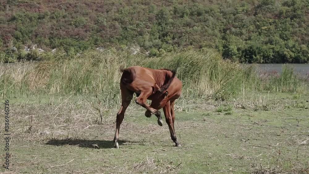 Little foal is standing next to its mother Little foal is standing next to its mother
