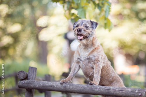 Cuadro en lienzo Border terrier in the nature