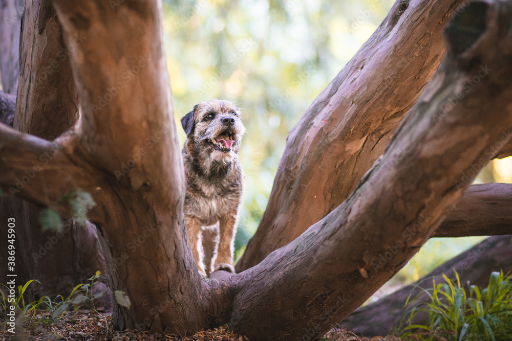 Fototapeta premium Border terrier in the nature