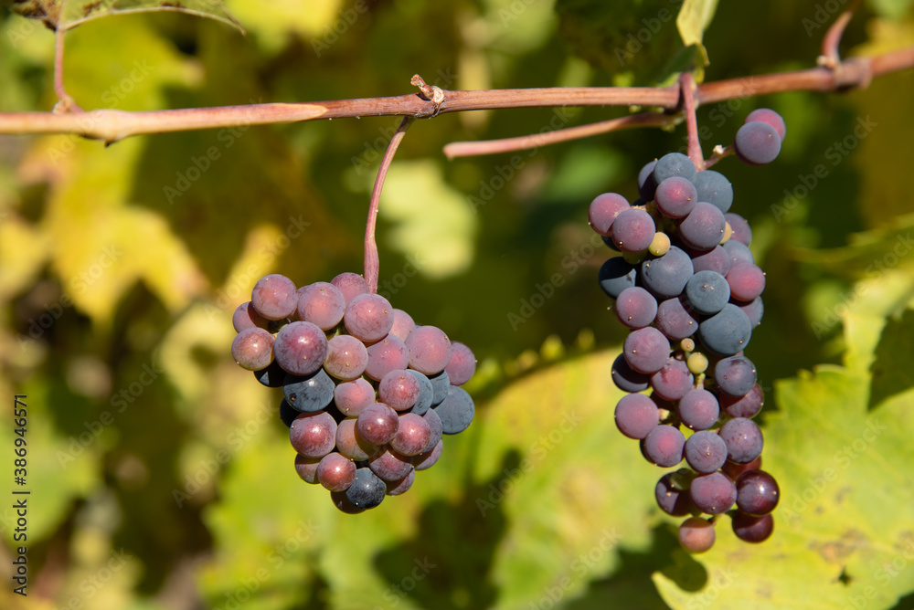 Grapes on Vine at Autumn Harvest Time Okanagan Valley, British Columbia