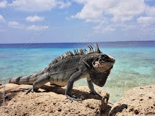 Bearded iguana (Lesser Antillean iguana) on the rocks . ocean in the background. Template for design of holiday greetings, decoration packaging, postcard, poster