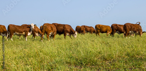 Grazing Cow In Field.