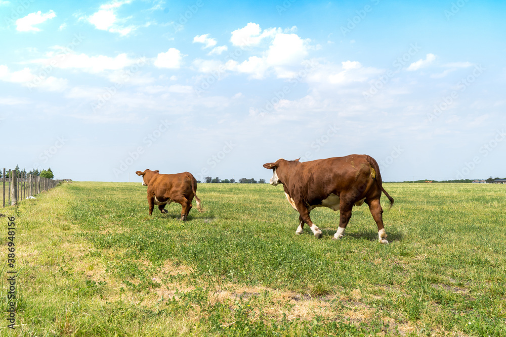 Grazing Cow In Field. Grazing Cow In Field.