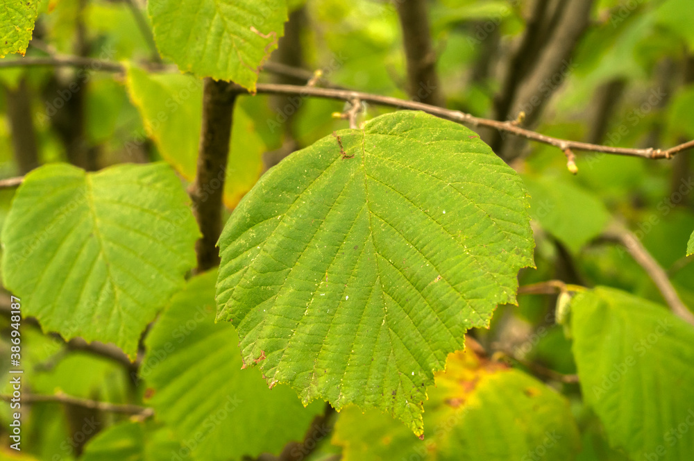 Hazel (Corylus avellana) tree leaves closeup as floral background Hazel (Corylus avellana) tree leaves closeup as floral background