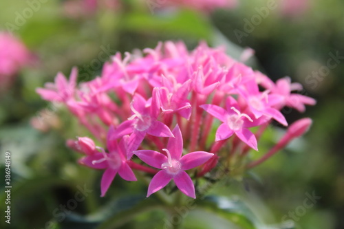 close up of beautiful pink Asoka  Saraca indica  flowers.