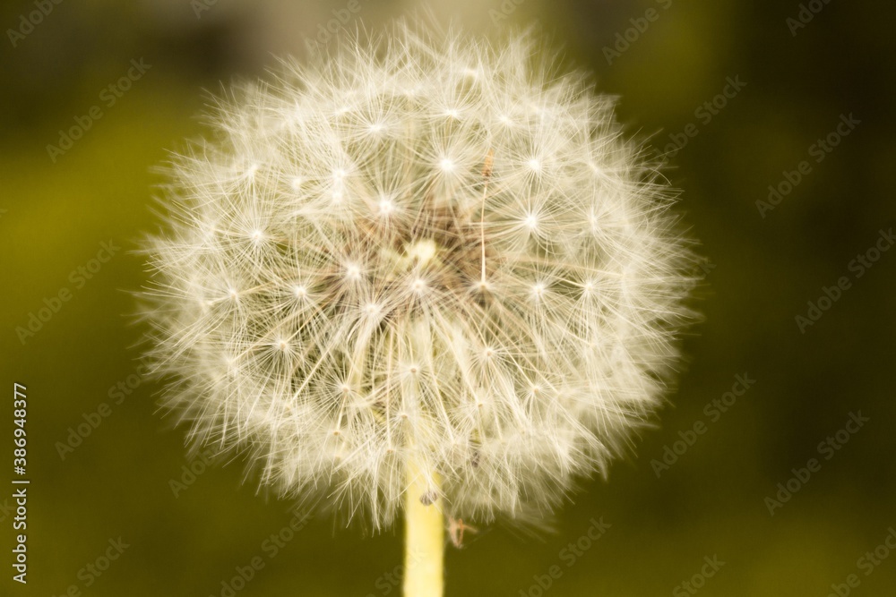 Fototapeta premium dandelion head