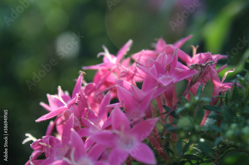 close up of beautiful pink Asoka (Saraca indica) flowers.