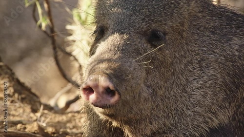Collared peccary lying in shadow, New Mexico, USA