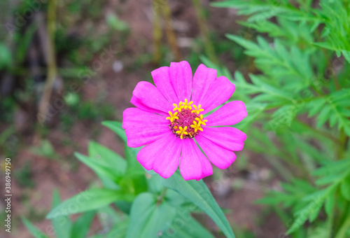 Focus on colorful pink zinnia flower with blurred background